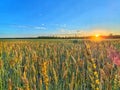 Wheat field at sunset. Golden wheat field under beautiful sunset sky Royalty Free Stock Photo