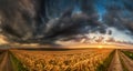 Wheat field sunset landscape Royalty Free Stock Photo