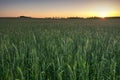 Wheat field at sunset, Midwest, USA Royalty Free Stock Photo