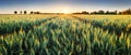Pšeničné pole pri západe slnka, panoráma