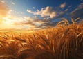 A Wheat Field Sunset: A Product Technology Review Royalty Free Stock Photo
