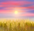 Wheat field Sunset landscape realistic painting illustration wallpaper poster sign banner sunrise nature beautiful pain Royalty Free Stock Photo