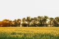 Wheat field at sunset, space for text