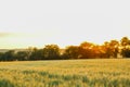 Wheat field at sunset, space for text