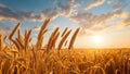 The wheat field at sunset. Spikes of wheat against the blue sky at sunset, generated AI Royalty Free Stock Photo