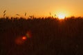 Wheat field at sunset