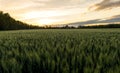 Wheat field at sunset during summer Royalty Free Stock Photo