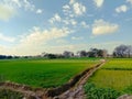 Wheat field at sunset, sun flare, backlight And Cloudy Sky.Rainy Day.Sun Reflection. Royalty Free Stock Photo