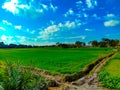 Wheat field at sunset, sun flare, backlight And Cloudy Sky.Rainy Day.Sun Reflection. Royalty Free Stock Photo