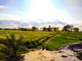 Wheat field at sunset, sun flare, backlight
 And Cloudy Sky.Rainy Day.Sun Reflection. Royalty Free Stock Photo