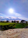 Wheat field at sunset, sun flare, backlight And Cloudy Sky.Rainy Day.Sun Reflection. Royalty Free Stock Photo