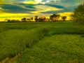 Wheat field at sunset, sun flare, backlight And Cloudy Sky.Rainy Day.Sun Reflection. Royalty Free Stock Photo