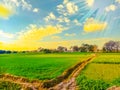 Wheat field at sunset, sun flare, backlight And Cloudy Sky.Rainy Day.Sun Reflection. Royalty Free Stock Photo