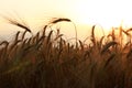 Wheat field at sunset Royalty Free Stock Photo