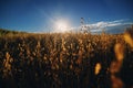 wheat field at Sunset or sunrise on blue sky background, shallow depth of field, Ukraine, Ears of wheat close up Royalty Free Stock Photo