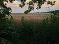 A wheat field at sunset from the tree line Royalty Free Stock Photo