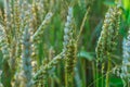 Wheat field at sunset. Young green wheat close-up in the light of the setting sun. Grain deal in Ukraine. Grain sales to third Royalty Free Stock Photo