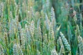 Wheat field at sunset. Young green wheat close-up in the light of the setting sun. Grain deal in Ukraine. Grain sales to third Royalty Free Stock Photo