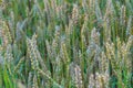 Wheat field at sunset. Young green wheat close-up in the light of the setting sun. Grain deal in Ukraine. Grain sales to third Royalty Free Stock Photo