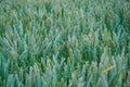 Wheat field at sunset. Young green wheat close-up in the light of the setting sun. Grain deal in Ukraine. Grain sales to third Royalty Free Stock Photo