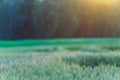 Wheat field at sunset. Young green wheat close-up in the light of the setting sun. Grain deal in Ukraine. Grain sales to third Royalty Free Stock Photo