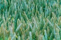 Wheat field at sunset. Young green wheat close-up in the light of the setting sun. Grain deal in Ukraine. Grain sales to third Royalty Free Stock Photo