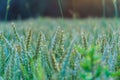 Wheat field at sunset. Young green wheat close-up in the light of the setting sun. Grain deal in Ukraine. Grain sales to third Royalty Free Stock Photo