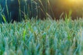 Wheat field at sunset. Young green wheat close-up in the light of the setting sun. Grain deal in Ukraine. Grain sales to third Royalty Free Stock Photo