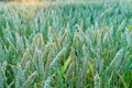 Wheat field at sunset. Young green wheat close-up in the light of the setting sun. Grain deal in Ukraine. Grain sales to third Royalty Free Stock Photo