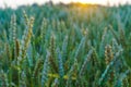 Wheat field at sunset. Young green wheat close-up in the light of the setting sun. Grain deal in Ukraine. Grain sales to third Royalty Free Stock Photo