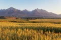 Wheat field with Tatras in background