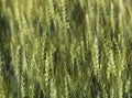 Wheat field texture background