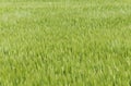 Wheat field texture background