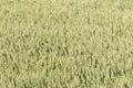 Wheat field texture background