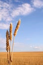 Wheat field with three ears Royalty Free Stock Photo