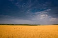 Wheat field before thunderstorm, minimalist landscape