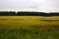 Wheat field