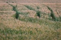 Wheat field. Traces in a green field of wheat Royalty Free Stock Photo