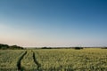 Wheat field Royalty Free Stock Photo