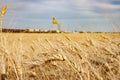 Wheat Field With Train Passing Grain Elevator