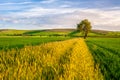Wheat Field with a Tree Royalty Free Stock Photo