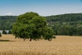 Wheat field with Treeon the Alb