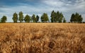 Wheat field. trees in the background Royalty Free Stock Photo