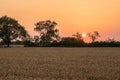 Wheat field with trees in the background during scenic orange sunset Royalty Free Stock Photo