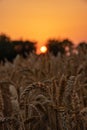 Wheat field with trees in the background during scenic orange sunset Royalty Free Stock Photo