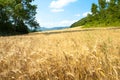 Wheat field with trees and mountains Royalty Free Stock Photo