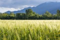 Wheat field with trees and mountains in Ticino, Switzerland Royalty Free Stock Photo