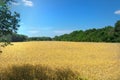 Wheat field and trees sunny summer day. Agriculture. Harvesting Royalty Free Stock Photo