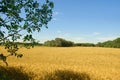 Wheat field and trees sunny summer day. Agriculture. Harvesting, countryside Royalty Free Stock Photo