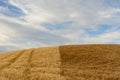 A wheat field of two different colors